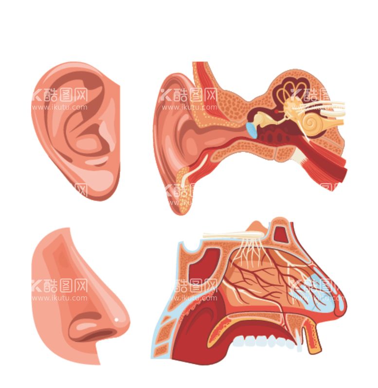 编号：33260212150358492353【酷图网】源文件下载-耳朵鼻子医学横截面图