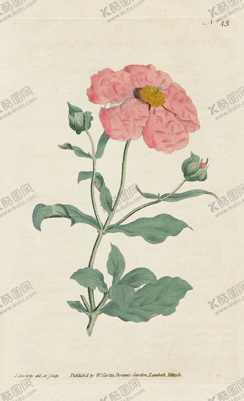 编号：26329105151636539901【酷图网】源文件下载-欧式复古色调花朵植物