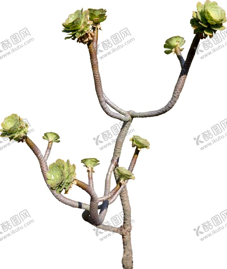 编号：70112007081705113203【酷图网】源文件下载-免扣花卉素材