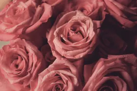 玫瑰花卉爱情花绽放浪漫