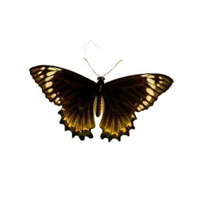 蝴蝶透明PNG免扣