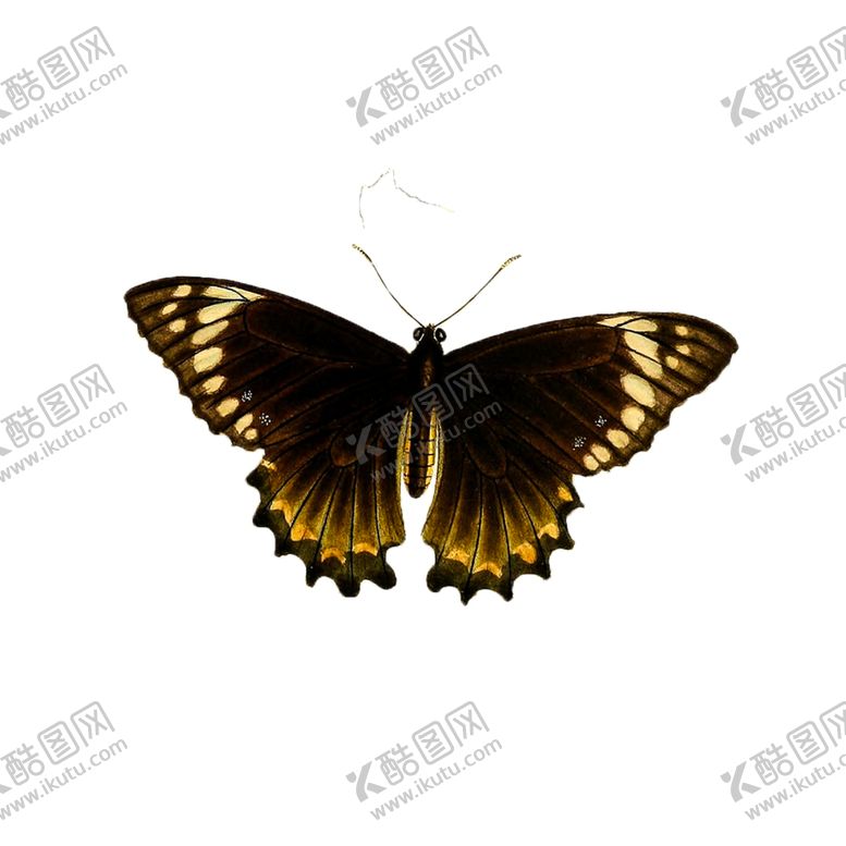 编号：48408310300927511236【酷图网】源文件下载-蝴蝶透明PNG免扣