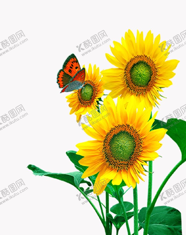 编号：78818705172256583256【酷图网】源文件下载-向日葵