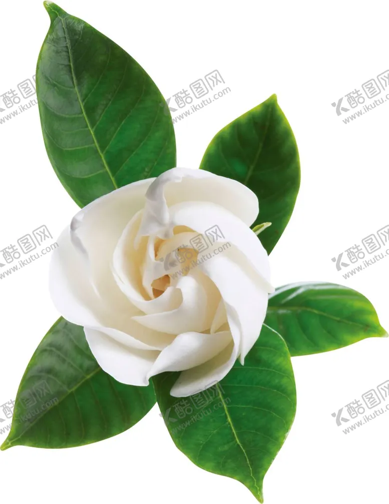编号：50350012060206215113【酷图网】源文件下载-山茶花