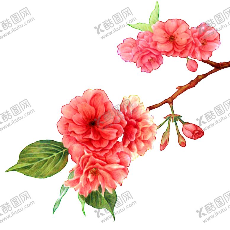 编号：34490010240356361445【酷图网】源文件下载-花朵花枝插画卡通国画海报素材