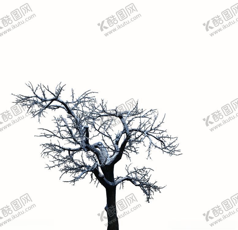 编号：62748610010653529041【酷图网】源文件下载-树木