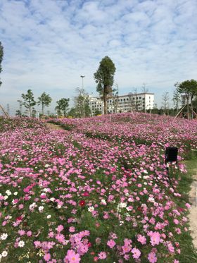 波斯菊花海