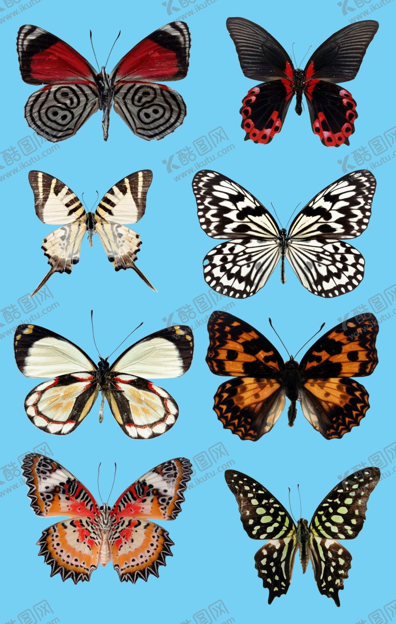 编号：44798810021548028450【酷图网】源文件下载-蝴蝶