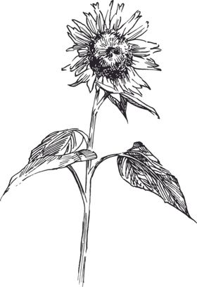 素描鲜花