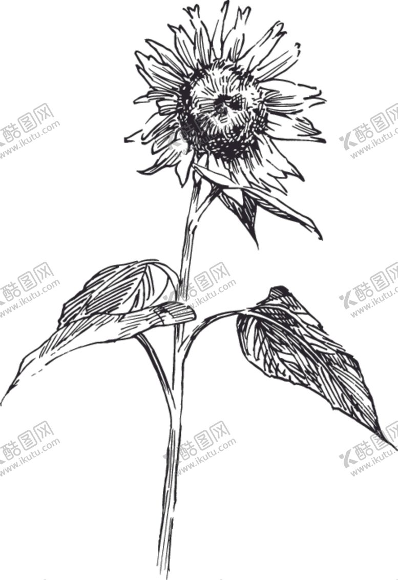 编号：56548207040153382139【酷图网】源文件下载-素描鲜花