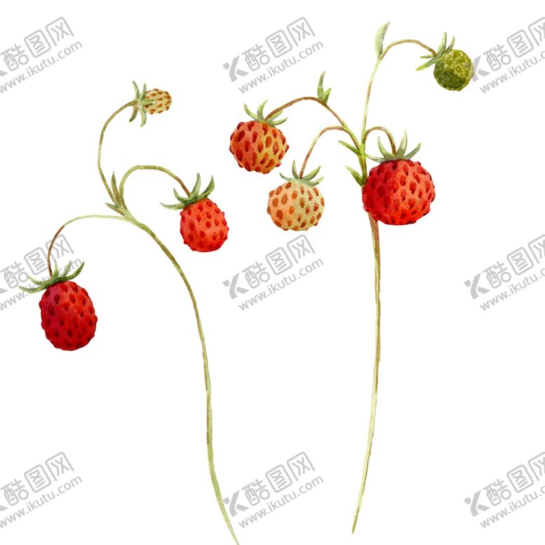 编号：21537510120642491783【酷图网】源文件下载-水彩植物