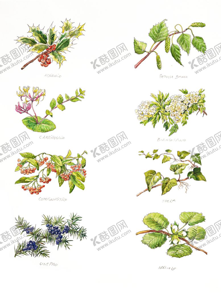 编号：88953907022131486422【酷图网】源文件下载-绿色植物