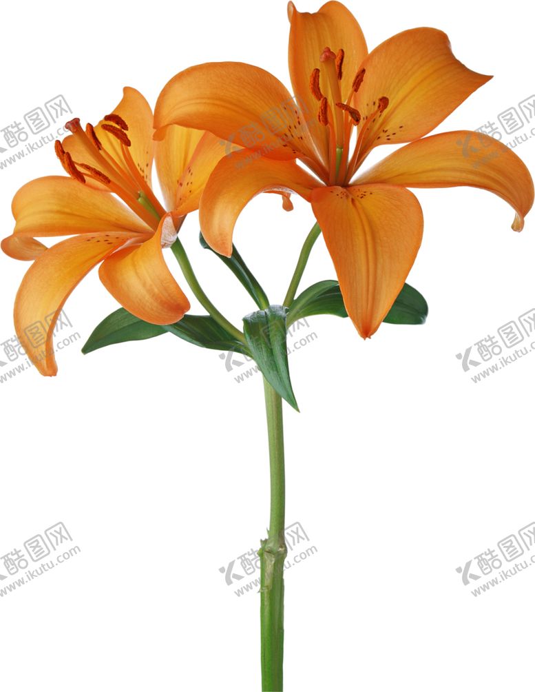 编号：36241209130312314648【酷图网】源文件下载-百合花