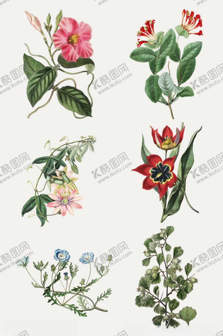 编号：74344102270429285693【酷图网】源文件下载-中国风手绘花卉草药矢量元素