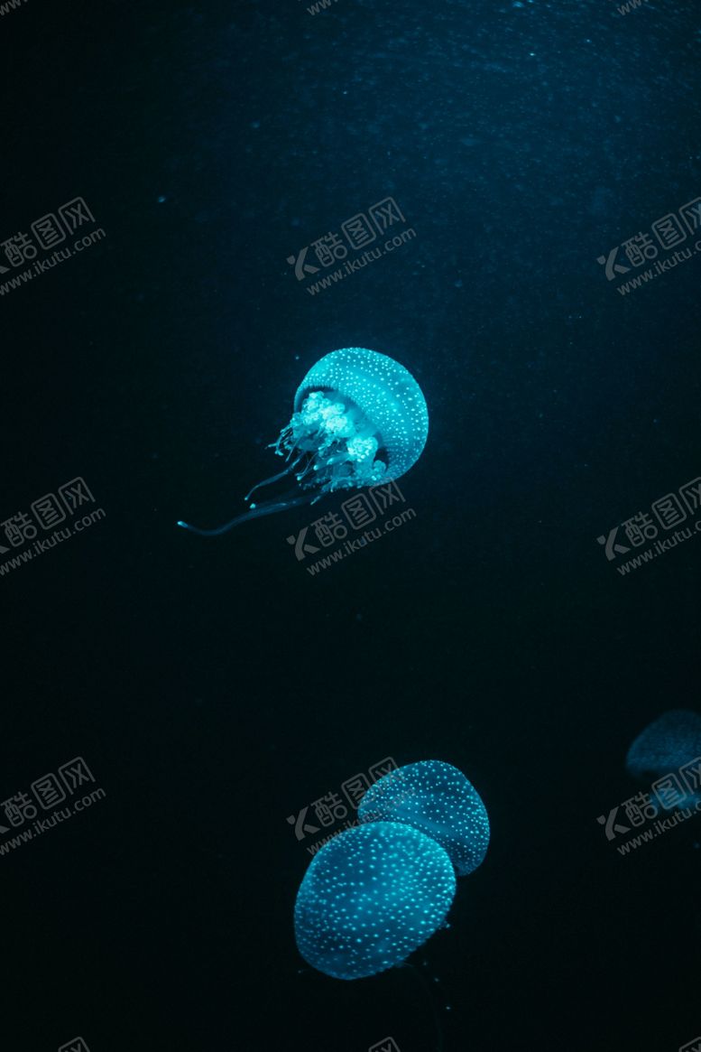 编号：69989201170148424480【酷图网】源文件下载-水母