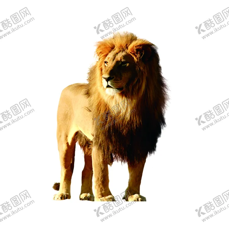 编号：79767810030218448582【酷图网】源文件下载-狮子