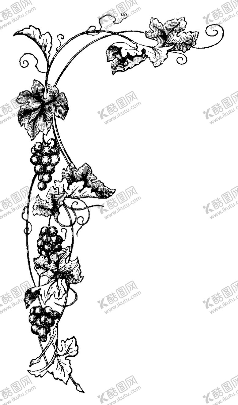 编号：48075407081620488192【酷图网】源文件下载-葡萄藤