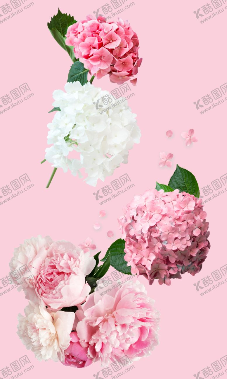 编号：67654506271610543385【酷图网】源文件下载-花朵粉色花花儿鲜花美