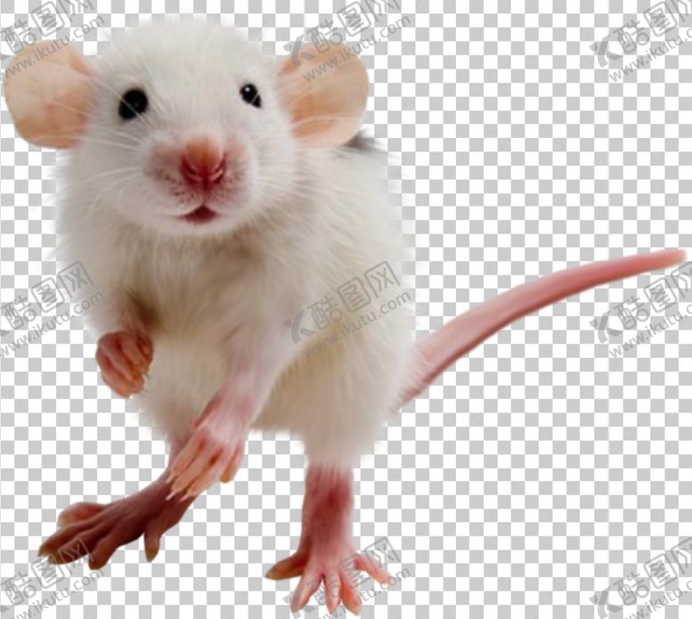 编号：90207409182354315060【酷图网】源文件下载-老鼠