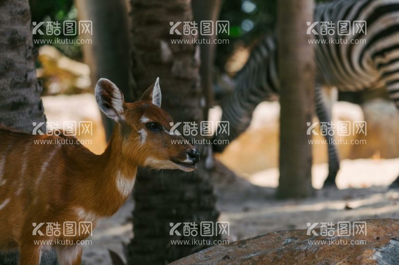 编号：93180012151626163286【酷图网】源文件下载-斑马