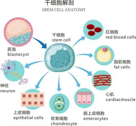 干细胞 蓝色生物 科技 矢量