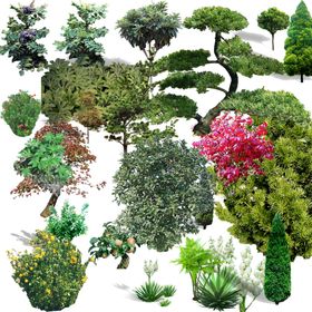 绿色植物
