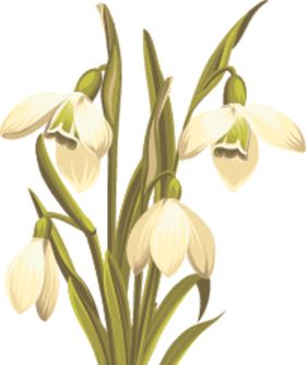 花卉