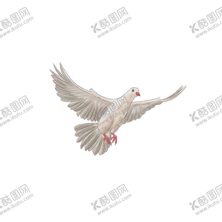 编号：34377806190358452730【酷图网】源文件下载-白鸽