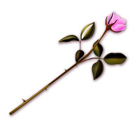 鲜花素材朵装饰桔梗