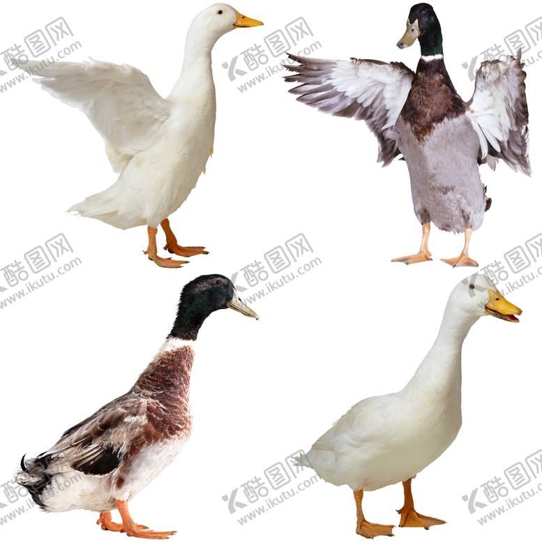 编号：65802909221558076840【酷图网】源文件下载-鸭子和鹅