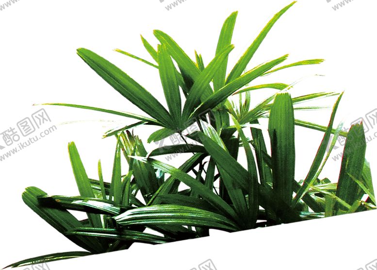 编号：85062807130024228901【酷图网】源文件下载-植物