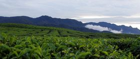 绿色背景 茶山 茶文化