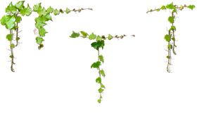 绿色植物背景简约墙面壁画小清新树叶
