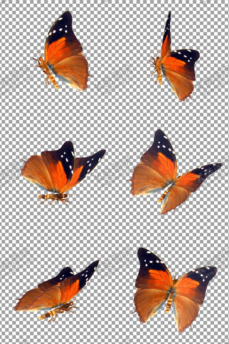 编号：12732209230339317610【酷图网】源文件下载-蝴蝶