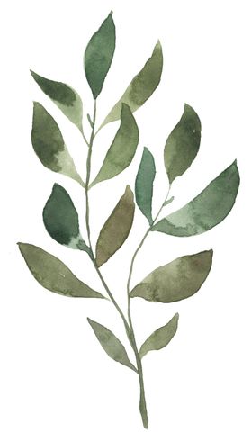 手绘植物花卉