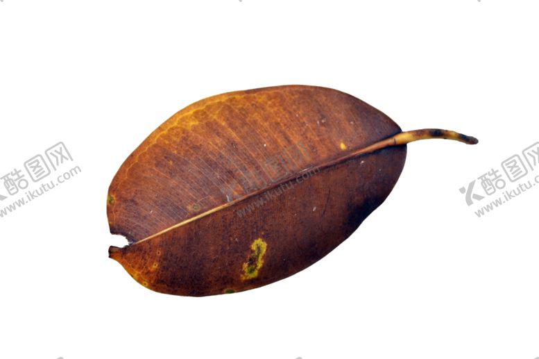 编号：73127511011459011851【酷图网】源文件下载-树叶