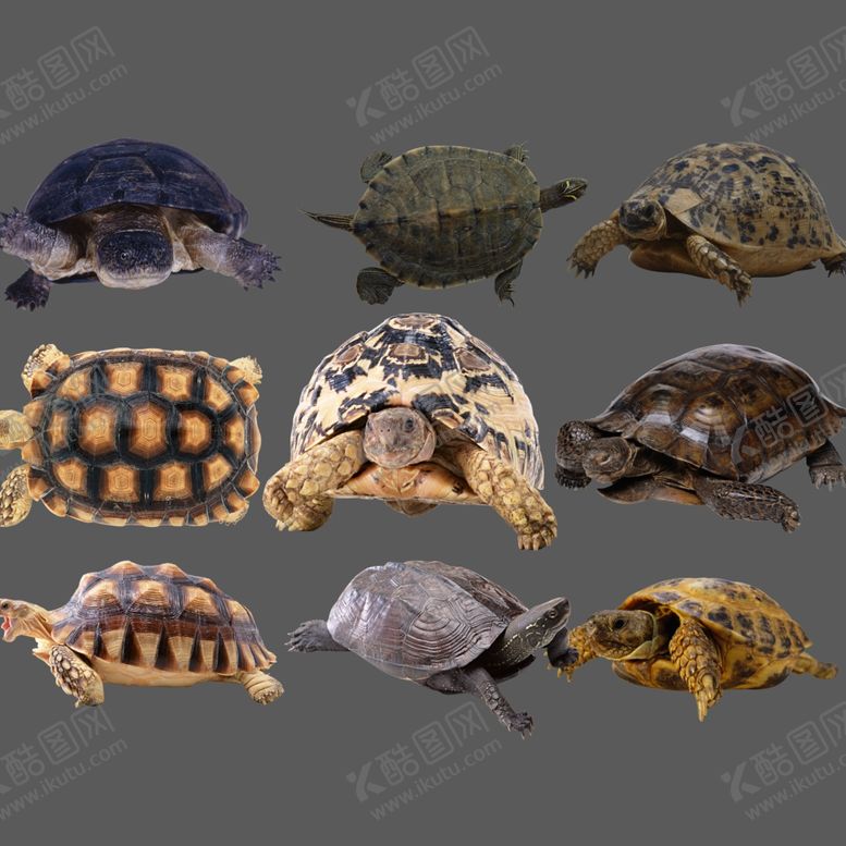 编号：45957509201129352908【酷图网】源文件下载-乌龟png免扣图片