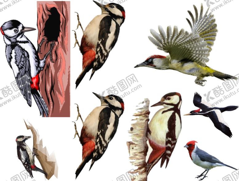 编号：63760710101313352879【酷图网】源文件下载-啄木鸟png免扣高清素材
