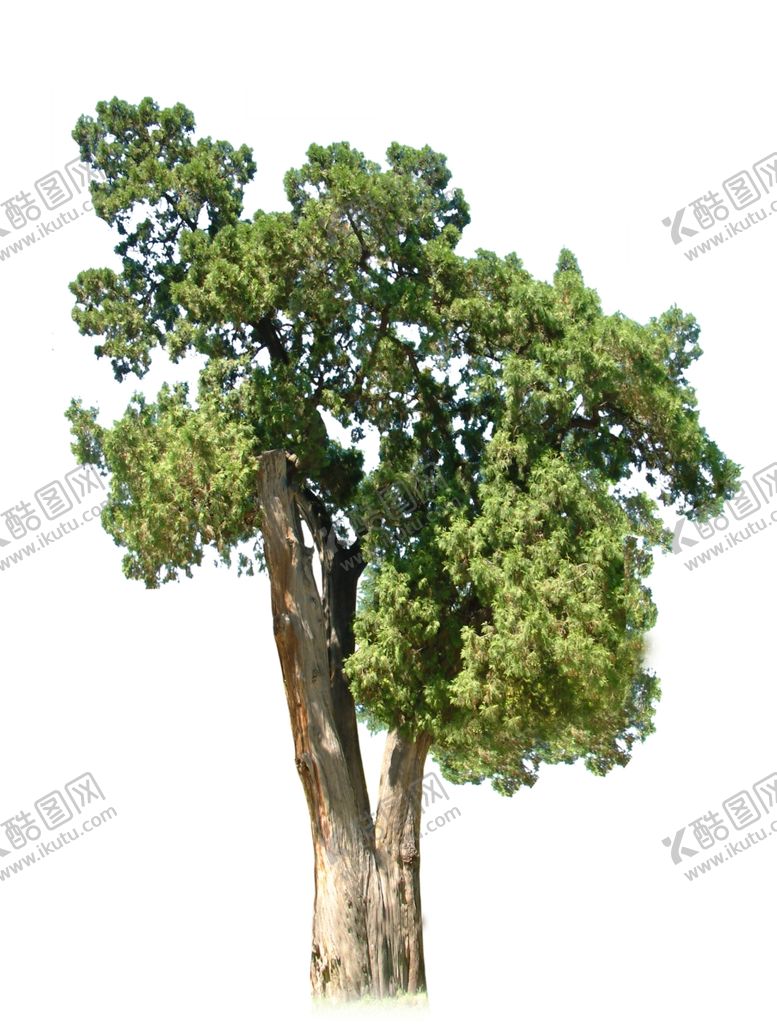 编号：56401407051526225083【酷图网】源文件下载-古树