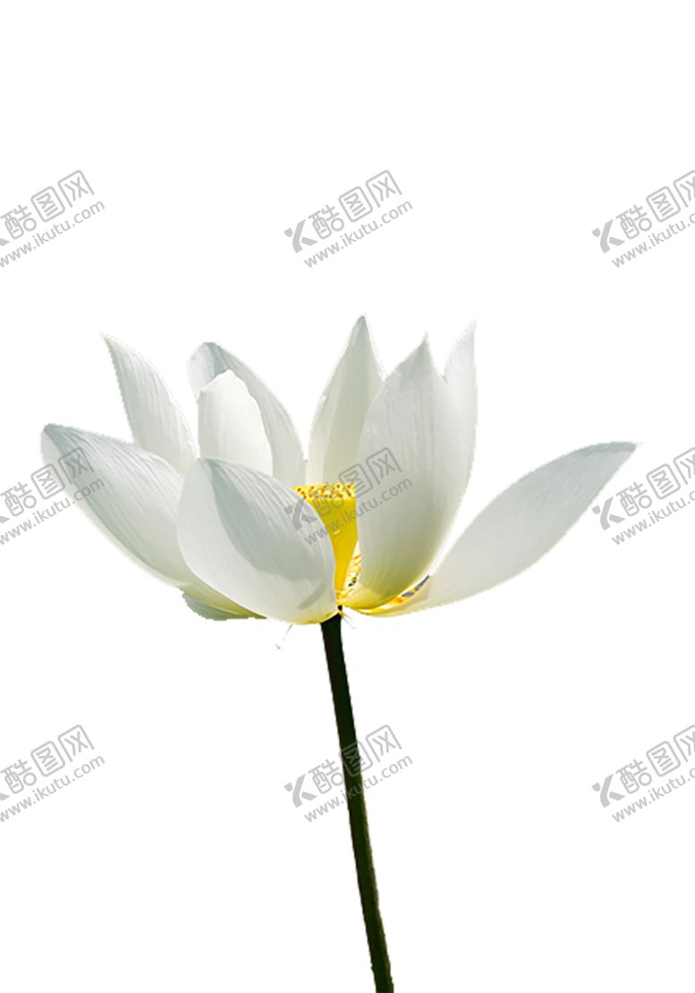 编号：64854110230446187293【酷图网】源文件下载-绿色背景