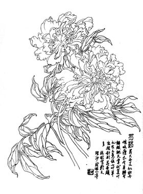 芍药