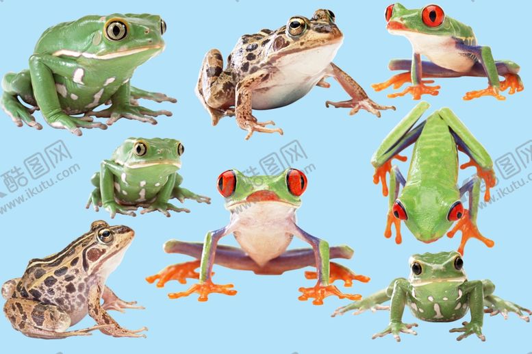 编号：67098610260031106195【酷图网】源文件下载-青蛙