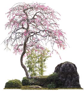 免扣植物树木素材图片