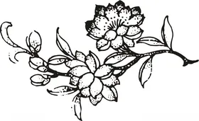 矢量花朵玫瑰印线稿