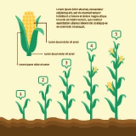 玉米生长过程