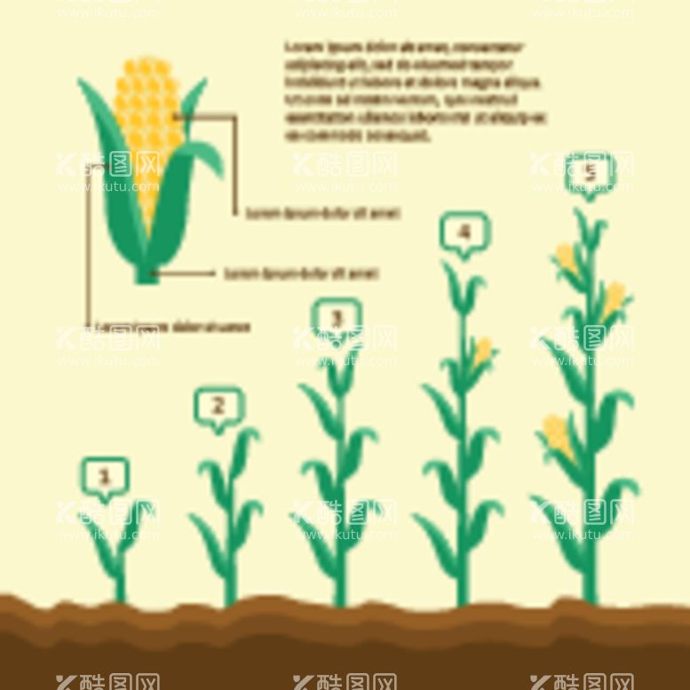 编号：47338612200900159405【酷图网】源文件下载-玉米生长过程