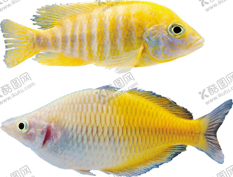 编号：51125809270032494263【酷图网】源文件下载-海洋鱼类图谱