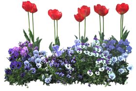 矮花卉