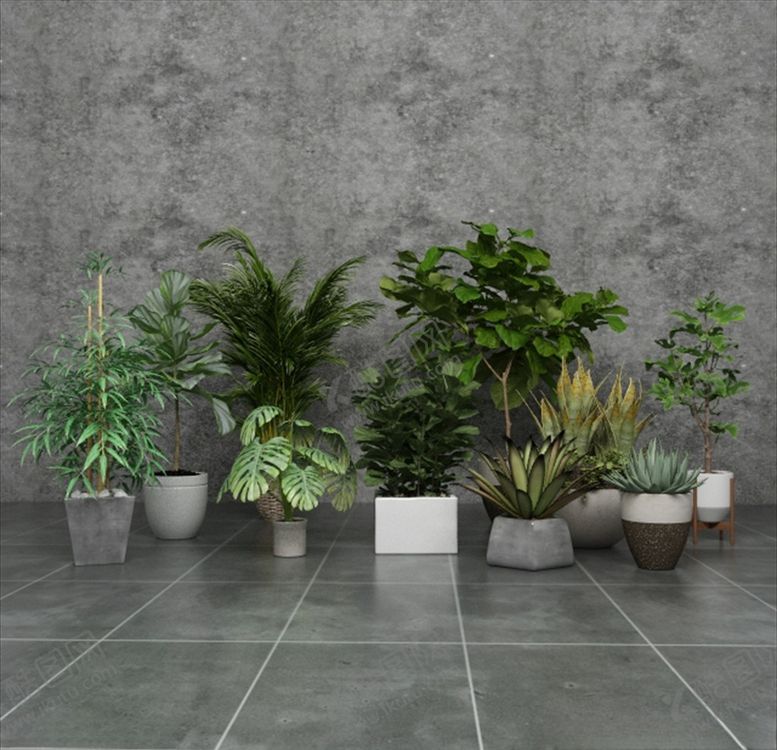 编号：43012909180037579303【酷图网】源文件下载-一组绿色观赏性植物