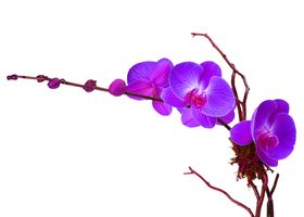 鲜花素材